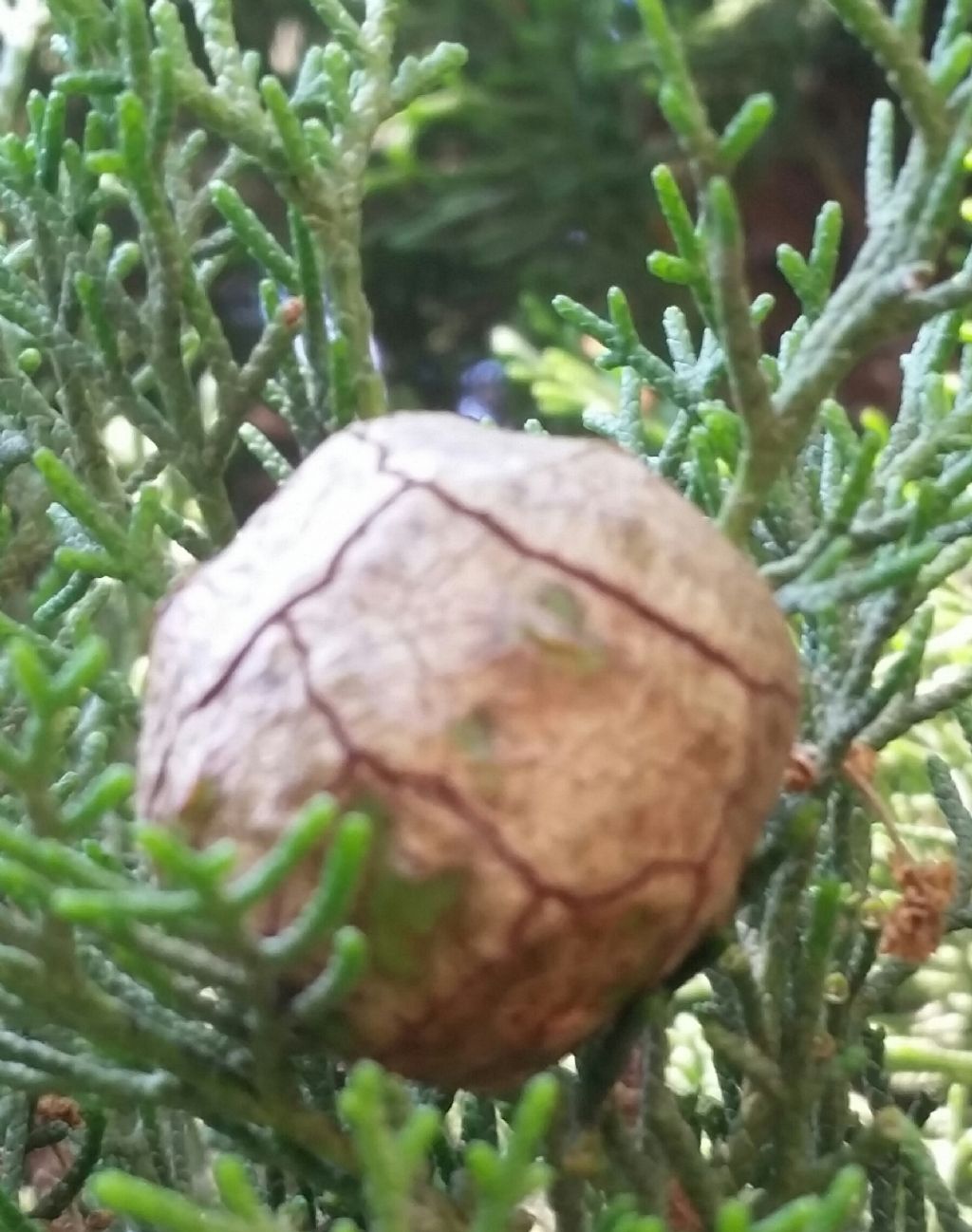 Cupressus sempervIrens ?